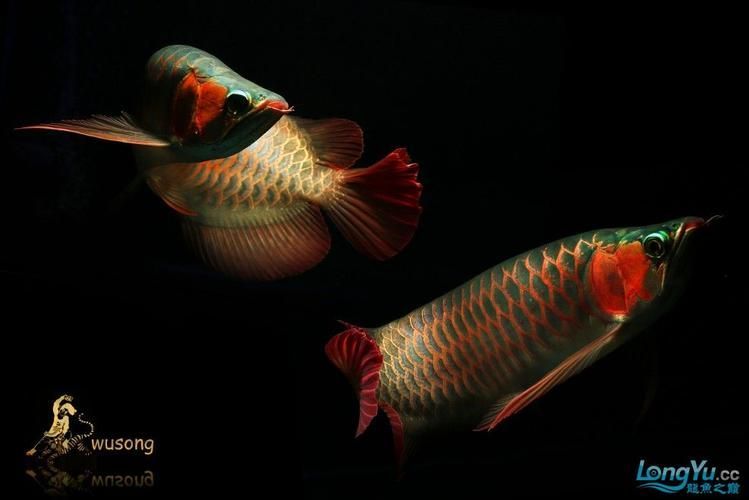 龍魚之巔吧有哪些特色板塊？（百度龍魚之巔吧）