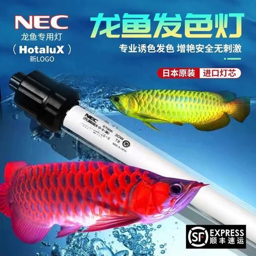 紅龍魚使用NEC 6700K白燈有哪些品牌推薦？（nec6700k白燈）