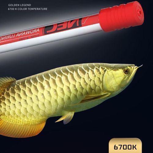 紅龍魚使用NEC 6700K白燈有哪些品牌推薦？（nec6700k白燈）