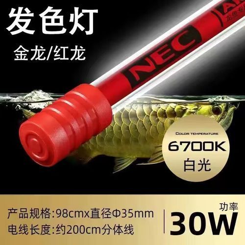 紅龍魚使用NEC 6700K白燈有哪些品牌推薦？（nec6700k白燈）