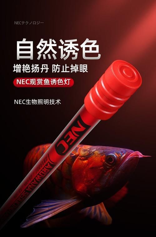 紅龍魚使用NEC 6700K白燈有哪些品牌推薦？（nec6700k白燈）