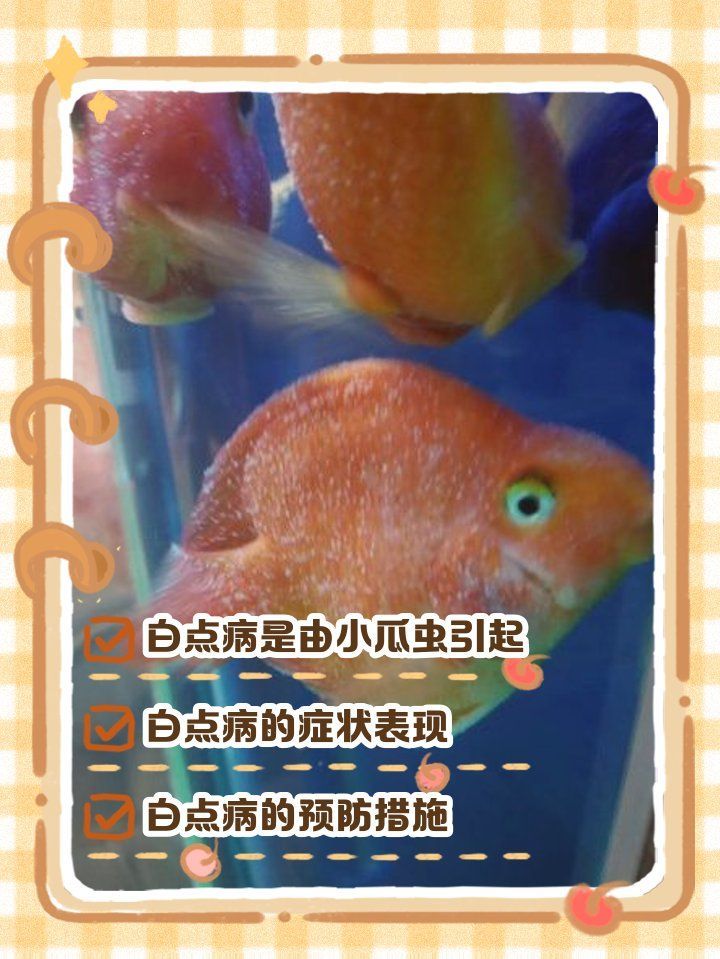 龍魚鰓蓋上有圓形白色東西會癌變嗎？（魚身上長白點是什么病）