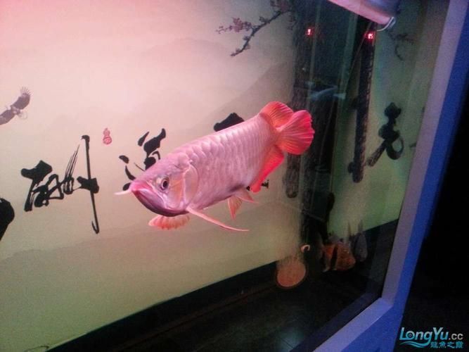 如何區(qū)分龍魚腹脹的不同原因？（arxiv論文助手arxiv論文助手（arxiv論文助手））