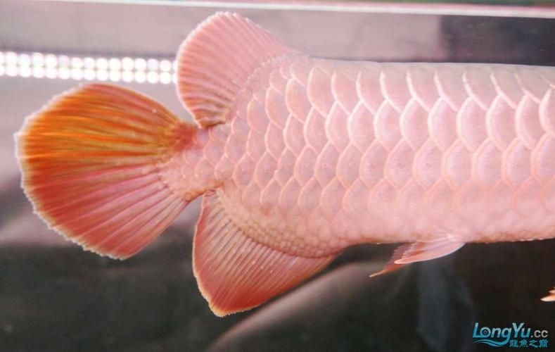 給我提供更多龍魚(yú)嘴巴有白點(diǎn)的圖片（龍魚(yú)嘴巴出現(xiàn)白點(diǎn)怎么辦）