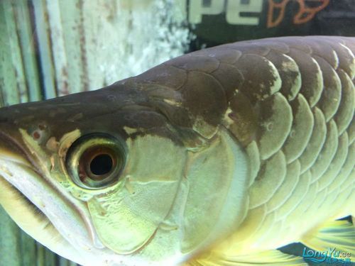給我提供更多龍魚(yú)嘴巴有白點(diǎn)的圖片（龍魚(yú)嘴巴出現(xiàn)白點(diǎn)怎么辦）