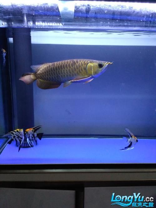 給我提供更多龍魚(yú)嘴巴有白點(diǎn)的圖片（龍魚(yú)嘴巴出現(xiàn)白點(diǎn)怎么辦）