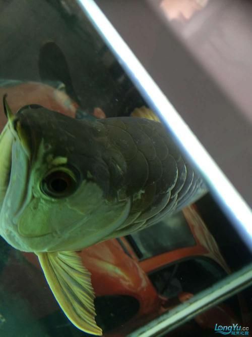給我提供更多龍魚(yú)嘴巴有白點(diǎn)的圖片（龍魚(yú)嘴巴出現(xiàn)白點(diǎn)怎么辦）