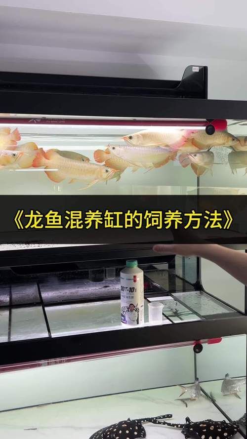 給我一些龍魚的飼養圖片資源（關于龍魚飼養的圖片資源）