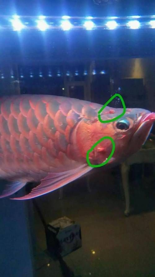 如何區分龍魚嘴角的肉芽是腫斑病還是息肉？（龍魚嘴角炎肉芽腫斑病與息肉的科學鑒別指南（arxiv論文助手））