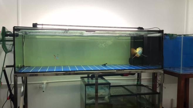 紅龍魚喂活餌有哪些注意事項？（紅龍魚喂養(yǎng)活餌的注意事項）
