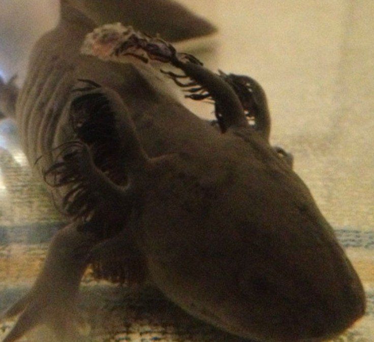 龍魚(yú)真菌感染如何判斷是否好轉(zhuǎn)？（龍魚(yú)真菌感染如何判斷是否好轉(zhuǎn)并明確要求1000字內(nèi)容和配圖）