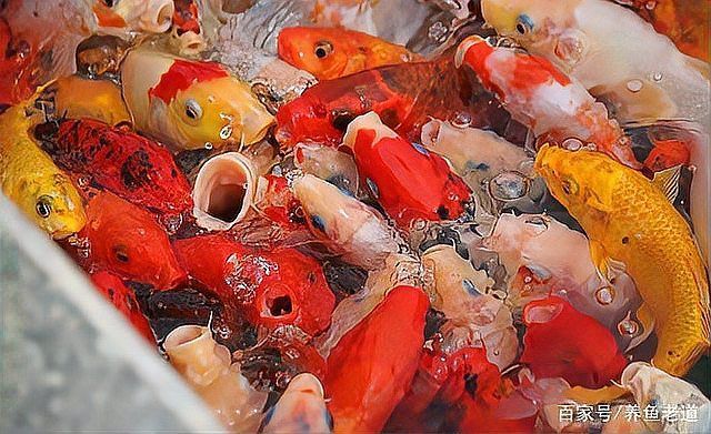 龍魚(yú)真菌感染如何判斷是否好轉(zhuǎn)？（龍魚(yú)真菌感染如何判斷是否好轉(zhuǎn)并明確要求1000字內(nèi)容和配圖）