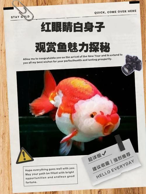 如何預(yù)防紅龍魚(yú)眼睛出現(xiàn)白色絮狀物？（如何預(yù)防紅龍魚(yú)眼睛白色絮狀物）