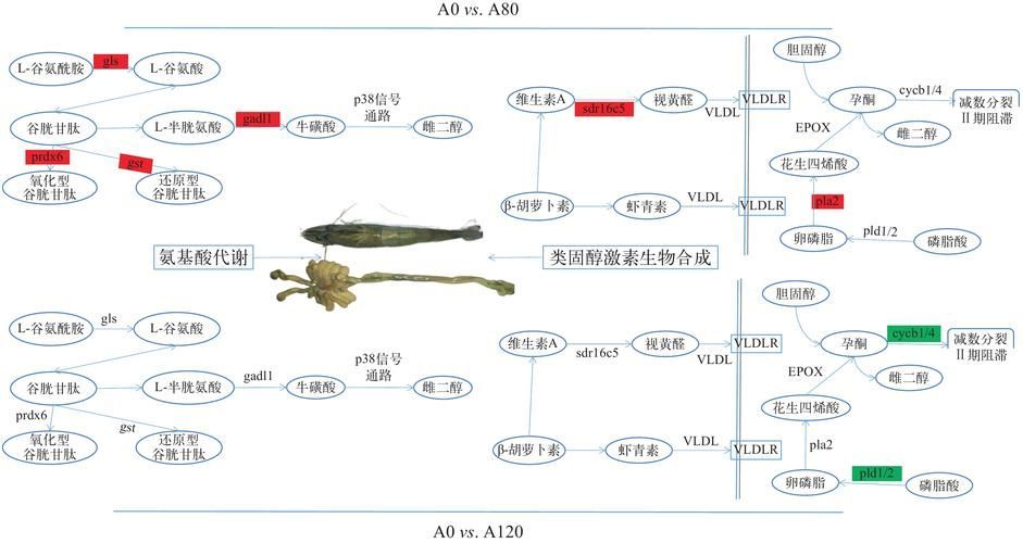 紅龍魚6歲后需要增加哪些營養素？（紅龍魚6歲后的營養需求）