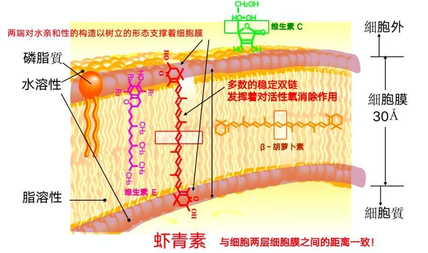 紅龍魚6歲后需要增加哪些營養素？（紅龍魚6歲后的營養需求）