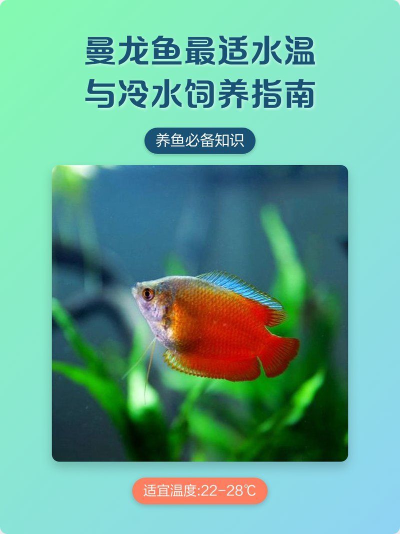 曼龍魚躲在角落多久會出來？（曼龍魚在新環境中的躲藏行為）