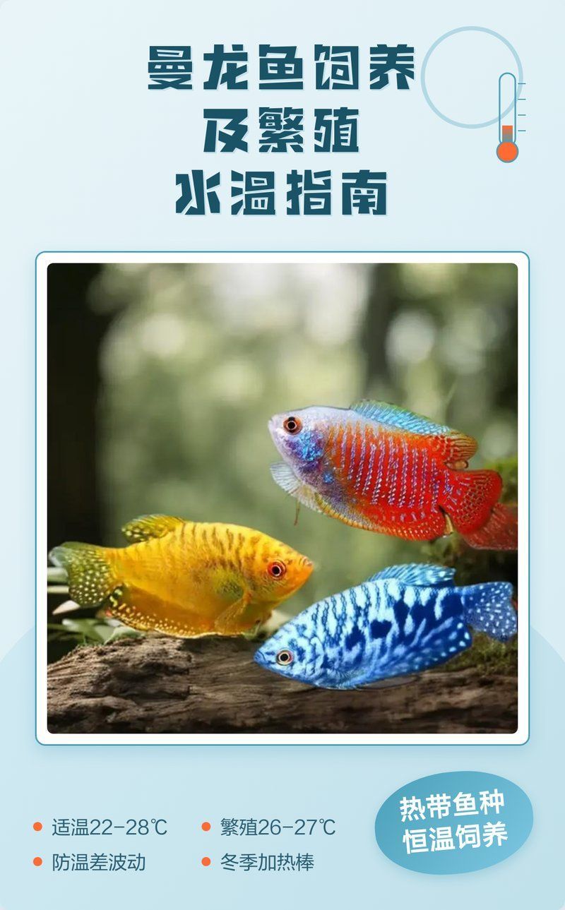 曼龍魚躲在角落多久會出來？（曼龍魚在新環境中的躲藏行為）