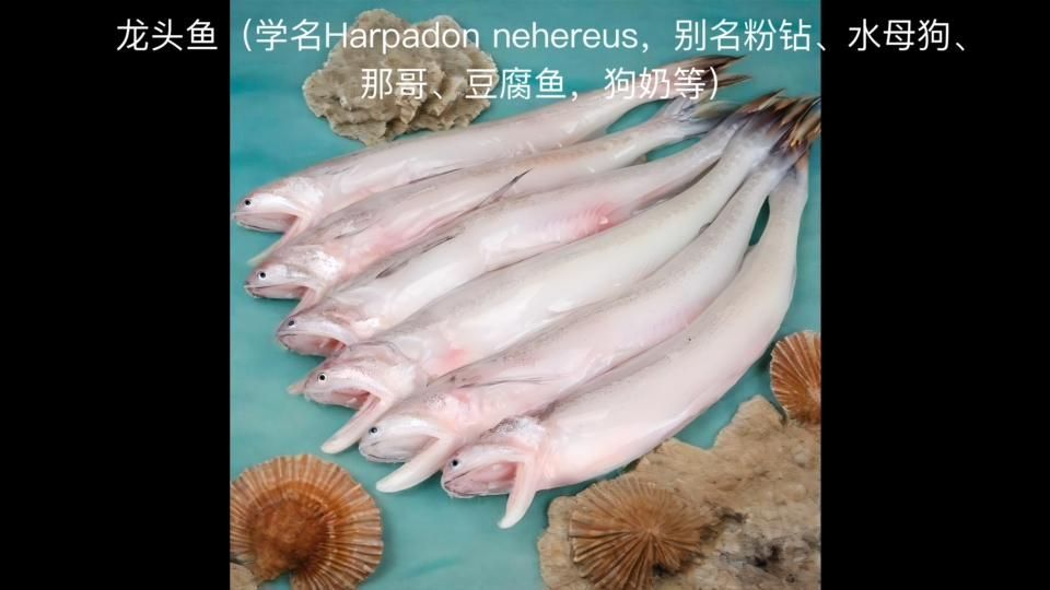 銀龍魚和龍頭魚有什么區別？（如何區分銀龍魚和龍頭魚？）
