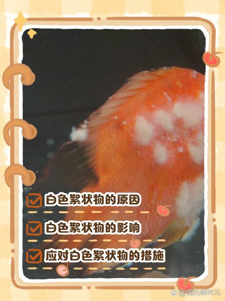 紅龍魚身上白色絮狀物會自行消失嗎？（紅龍魚白色絮狀物多久會自行消失紅龍魚白色絮狀物治療需要多久）
