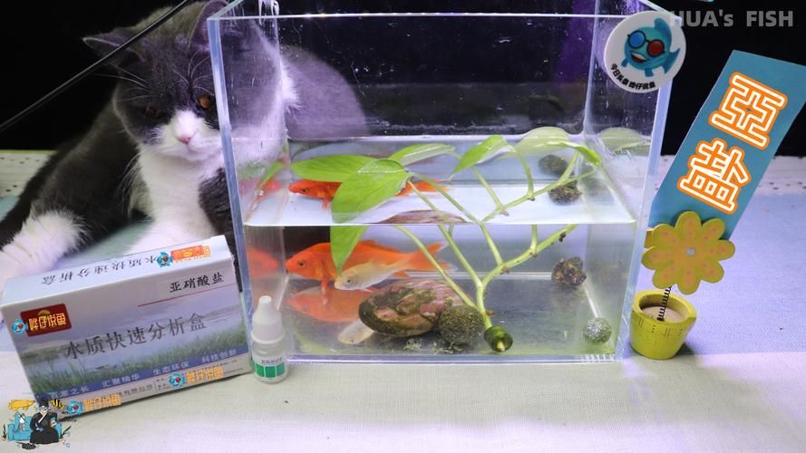 如何判斷金龍魚是否水質(zhì)中毒？（arxiv論文助手判斷金龍魚是否水質(zhì)中毒是否水質(zhì)中毒）