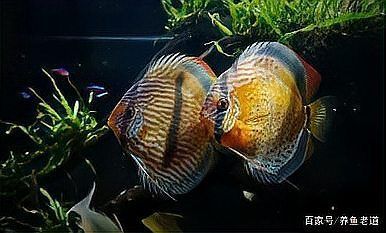 如何判斷金龍魚是否水質(zhì)中毒？（arxiv論文助手判斷金龍魚是否水質(zhì)中毒是否水質(zhì)中毒）
