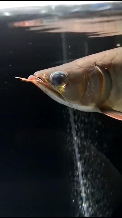 有哪些藥物可以幫助恢復(fù)龍魚胡須？（龍魚胡須恢復(fù)的方法）