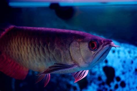 龍魚(yú)眼睛凸出如何緊急處理？（龍魚(yú)眼睛凸出怎么辦）