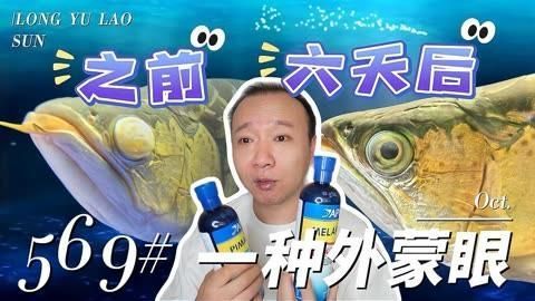 龍魚老孫有哪些熱門視頻？（龍魚老孫的龍魚飼養與鑒賞）