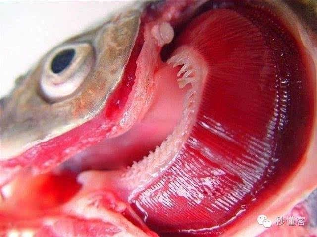 如何判斷龍魚是否貧血？（如何判斷龍魚是否貧血）