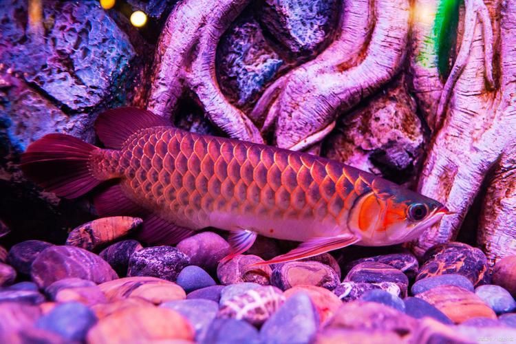 如何判斷龍魚是否貧血？（如何判斷龍魚是否貧血）
