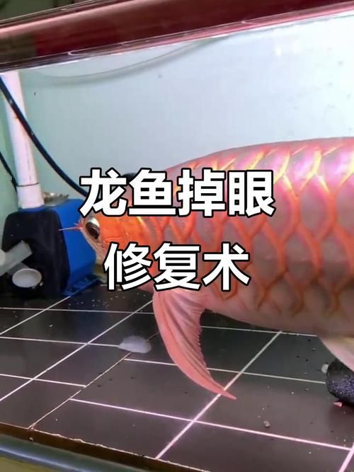 手術修復龍魚掉眼的風險有多大？（修復龍魚掉眼手術的風險）