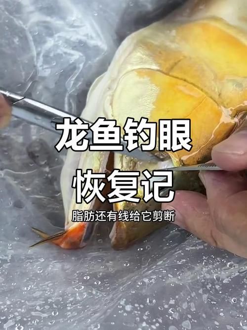 手術修復龍魚掉眼的風險有多大？（修復龍魚掉眼手術的風險）