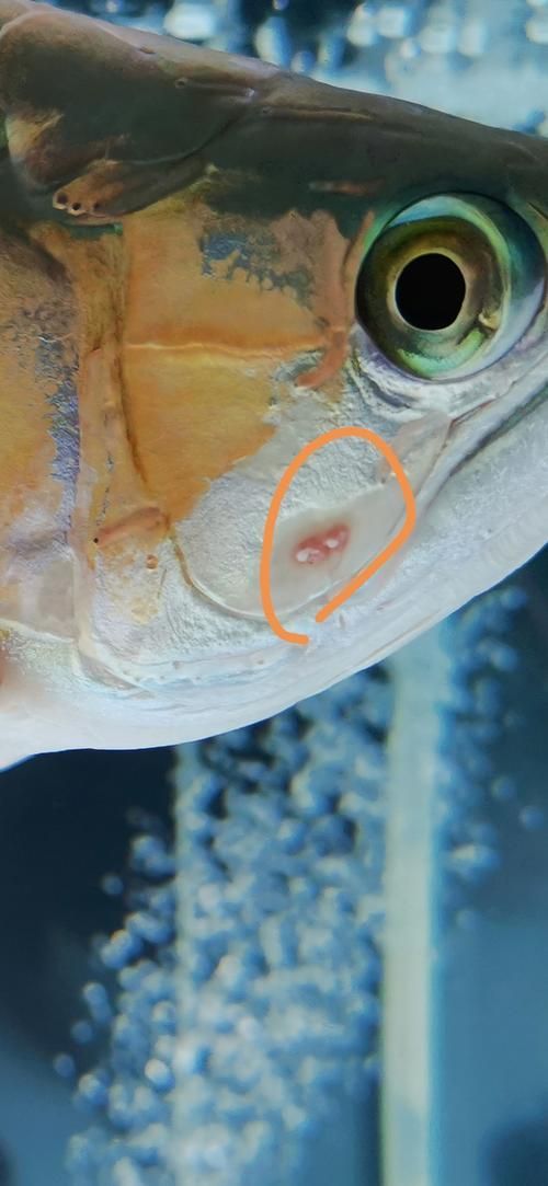 龍魚(yú)錯(cuò)鱗拔掉后如何護(hù)理？（關(guān)于龍魚(yú)錯(cuò)鱗拔掉后的護(hù)理）