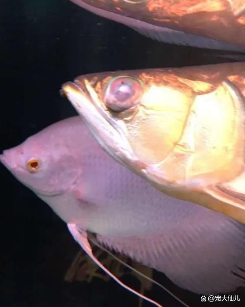 哪些藥物可以有效治療龍魚鱗片坑洞？（關于龍魚鱗片坑洞病）