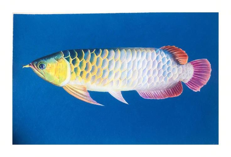 有哪些繪畫工具適合畫深海龍魚？（深海龍魚的繪畫技巧）