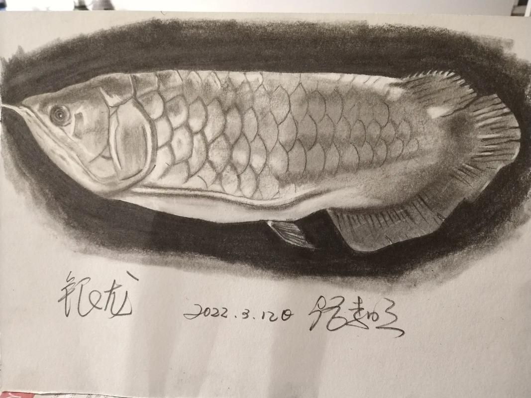 有哪些繪畫工具適合畫深海龍魚？（深海龍魚的繪畫技巧）
