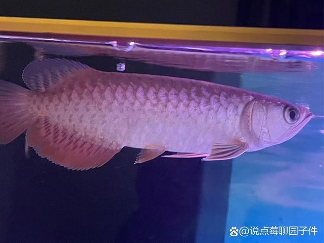 哪里可以找到高清的紅龍魚苗圖片？（如何找到高清的紅龍魚苗圖片）