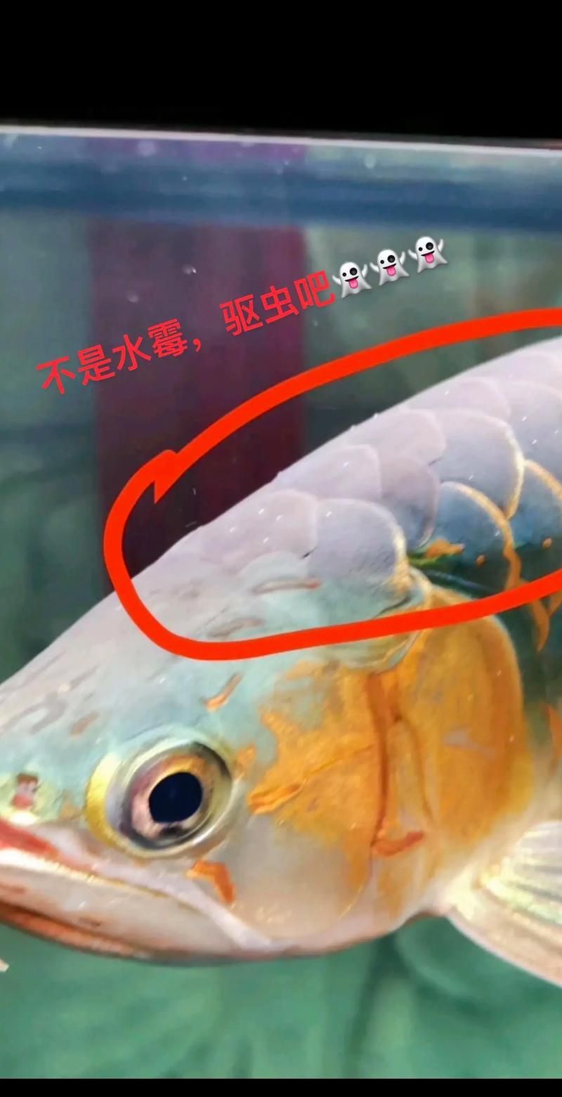 龍魚病用藥多久見效（魚病用藥多久見效）