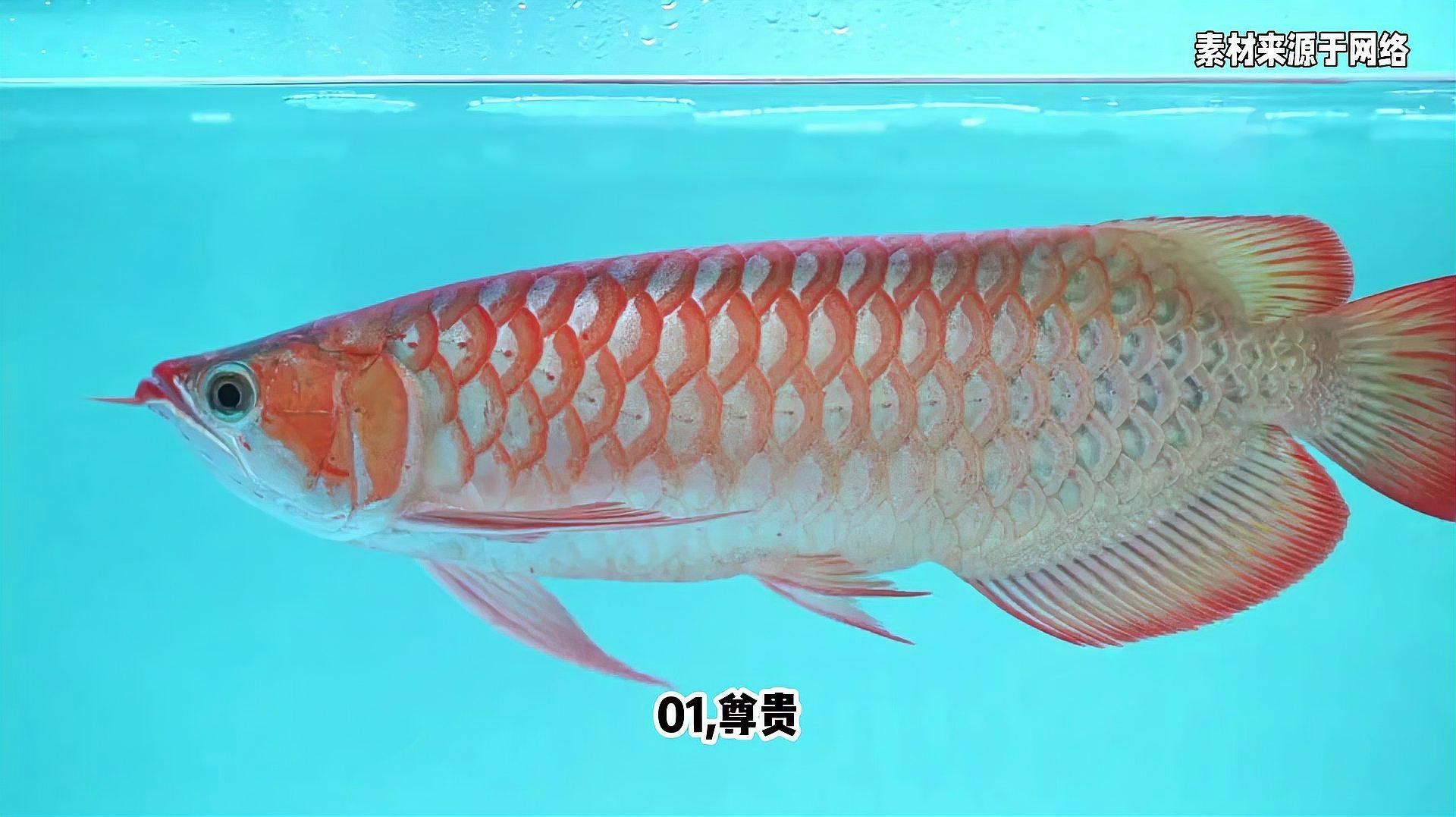 龍魚在哪些文化中被視為祥瑞？（中華文化中的吉祥之魚）