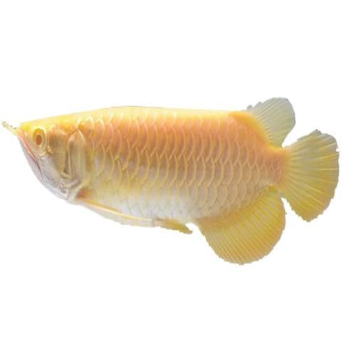 金龍魚眼睛紅色是發色潛力大嗎？（如何判斷金龍魚的發色潛力？）