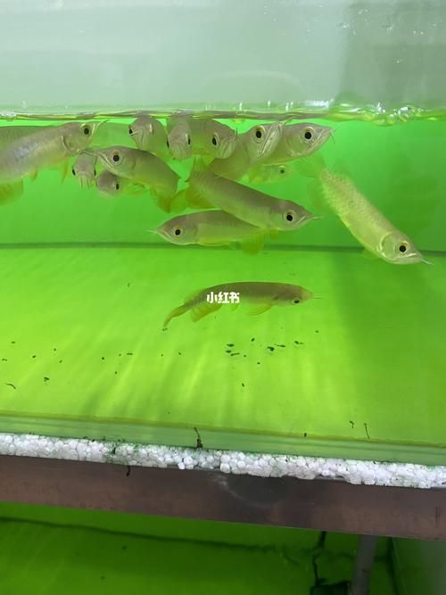 金龍魚眼睛紅色是發色潛力大嗎？（如何判斷金龍魚的發色潛力？）