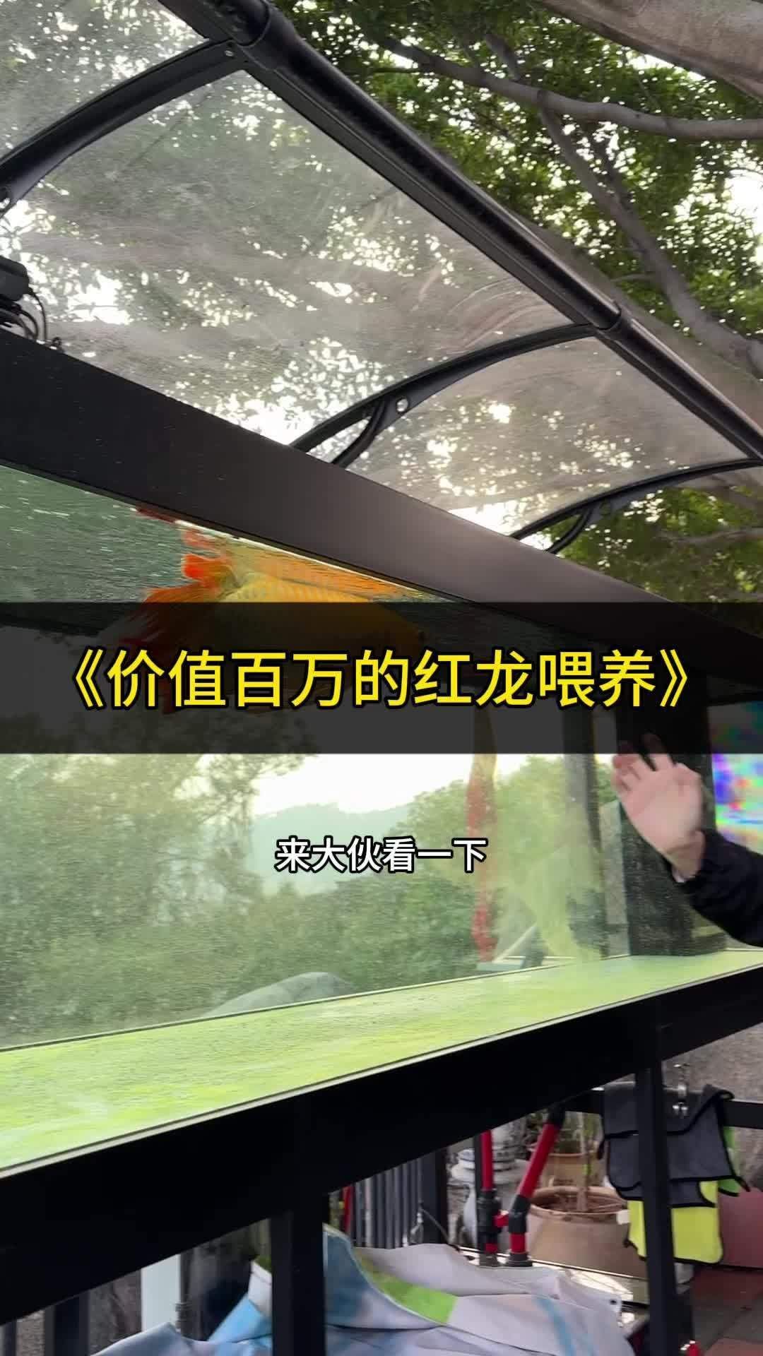 養(yǎng)紅龍魚需要哪些注意事項(xiàng)（養(yǎng)紅龍魚需要注意什么？）