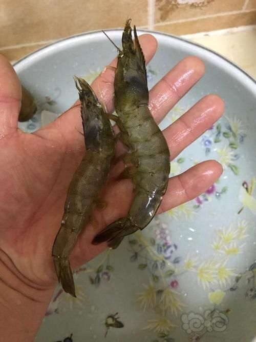 推薦一些適合龍魚的餌食（適合龍魚的餌食推薦）