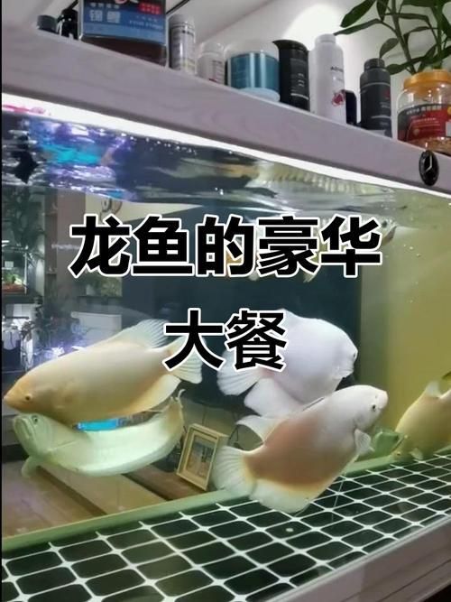 推薦一些適合龍魚的餌食（適合龍魚的餌食推薦）