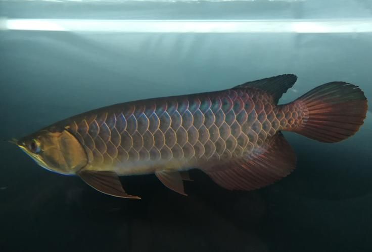 推薦一些適合龍魚的餌食（適合龍魚的餌食推薦）