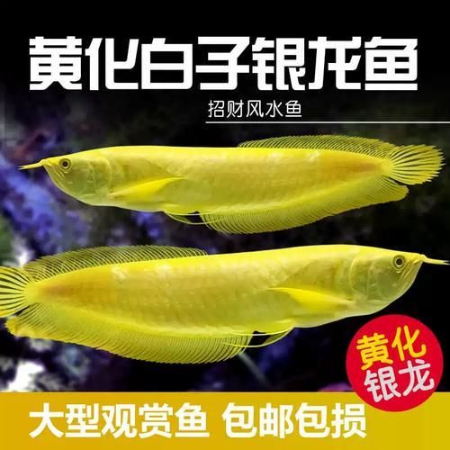 白子黃化銀龍魚的價格是多少？（白子黃化銀龍魚價格普遍在300元以上300元以上）