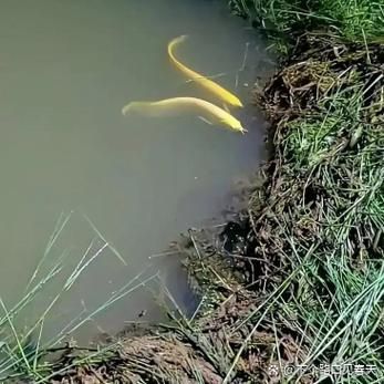 26度水溫下龍魚的活動情況如何？（26度水溫下龍魚活動情況并配圖說明龍魚是熱帶觀賞魚）