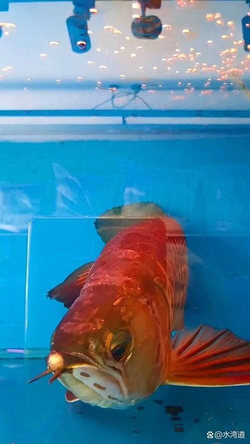 26度水溫下龍魚的活動情況如何？（26度水溫下龍魚活動情況并配圖說明龍魚是熱帶觀賞魚）