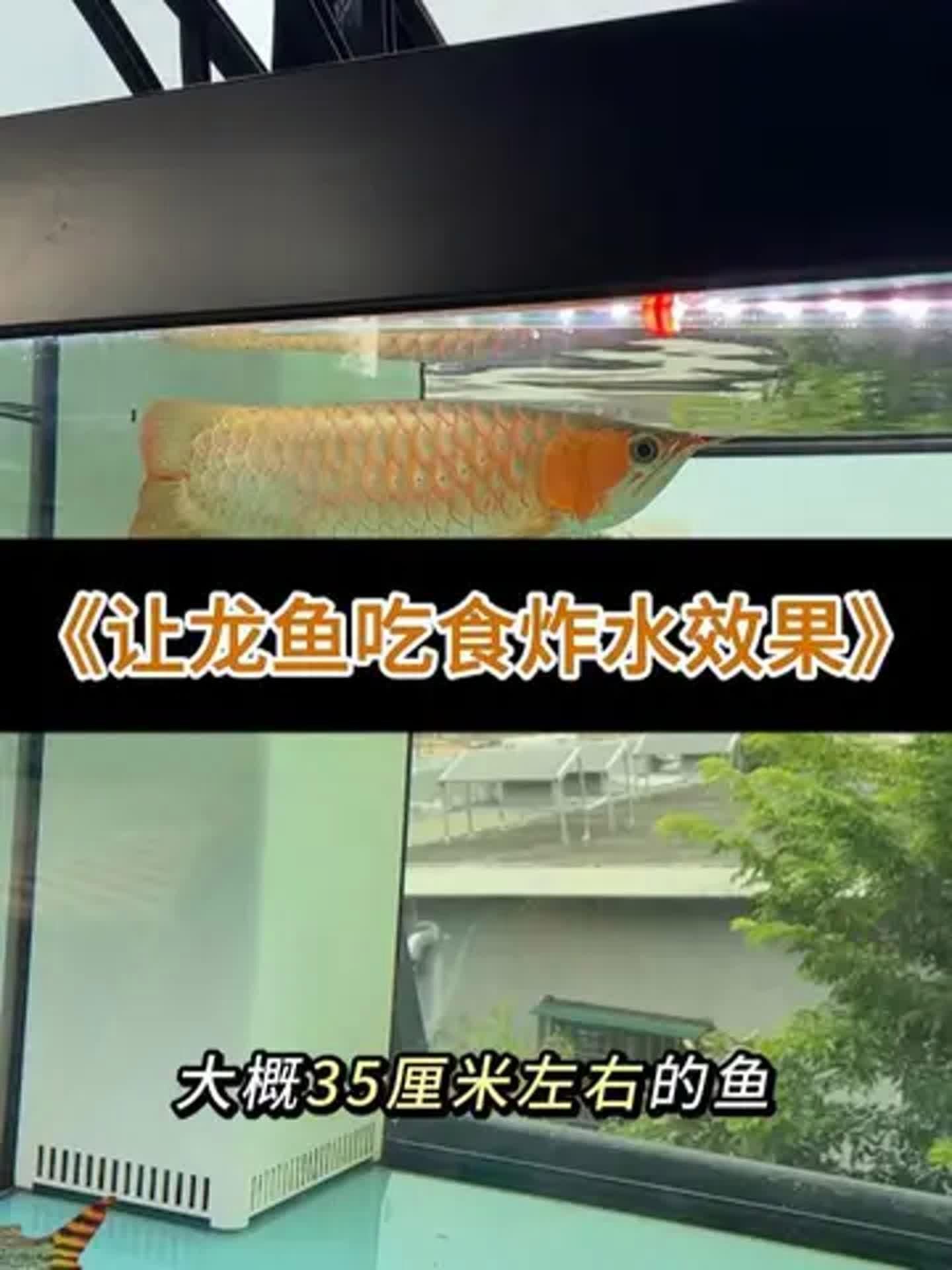 龍魚拒食時應該如何調整水質？（龍魚拒食后如何恢復喂食？）