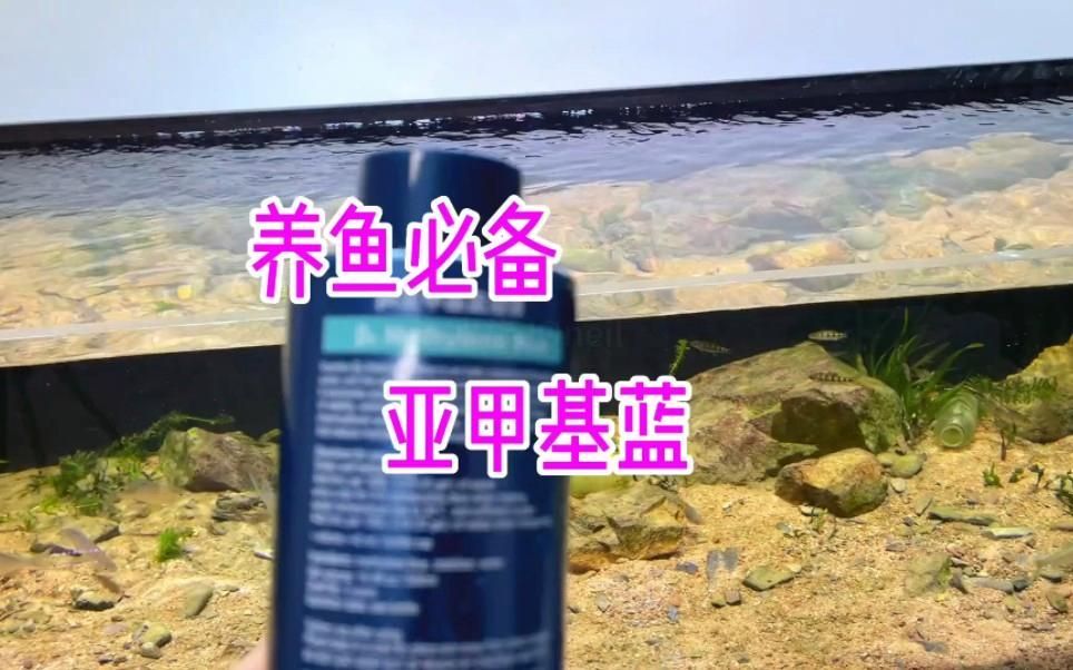 有哪些藥物可以預防龍魚疾病？（亞甲基藍魚藥水霉病魚缸殺菌消毒白點凈治魚爛尾全民小視頻）